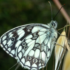 Melanargia galathea